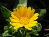 Calendula Suffruticosa Ist.