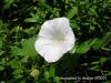 Calystegia Sepium Ssp. Sepium / neada