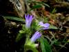 Campanula Lingulata / Istranca Dalar