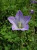 Campanula Lyrata an iei Ist.