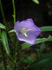 Campanula Persicifolia / aniei