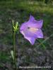 Campanula Persicifolia / neada