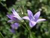 Campanula Rapunculus Ist.