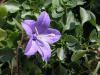 Campanula fragilis subsp. fragilis