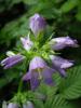 Campanula Trachelium Subsp. Athoa Istranca Dalar