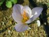 Crocus Cancellatus Subsp. Mazziaricus