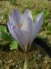 Crocus Cancellatus Subsp. Mazziaricus