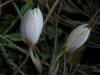 Crocus Candidus anakkale