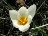 Crocus Candidus