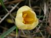 Crocus Candidus Orangino