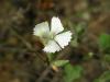 Dianthus Leucophaeus / Caryophyllaceae