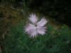 Dianthus Ssp. !!! /