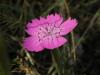 Dianthus Zonatus / Caryophyllaceae