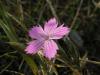 Dianthus Zonatus / Caryophyllaceae