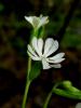 Silene Sp. / Istranca Dalar