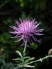 Centaurea Arenaria