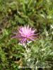 Centaurea Arenaria / neada