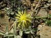 Centaurea Athoa ( Asteraceae )