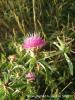 Centaurea Calcitrapa Ssp. Calcitrapa / neada