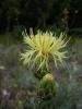 Centaurea Salonitana