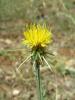 Centaurea Solstitialis Subsp. Solstitialis