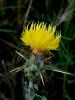 Centaurea Sp. / Istranca Dalar