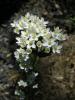 Centaurium Erythraea Ssp.  (Gentianaceae)