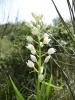 Cephalanthera Longifolia Orkide Istanbul