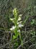Cephalanthera Longifolia. Orkide Istanbul