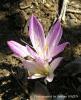 Colchicum Chalcedonicum Subsp. Chalcedonicum