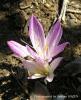 Colchicum Chalcedonicum Subsp. Chalcedonicum