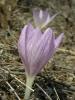 Colchicum Chalcedonicum Ssp. Chalcedonicum