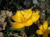 Crocus Chrysanthus Bozuyk