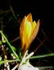 Crocus Chrysanthus Gündoğmuş