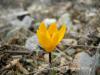 Crocus Chrysanthus / Denizli