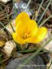 Crocus Chrysanthus / Pnarhisar