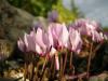 Cyclamen Cilicium