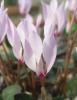 Cyclamen Cilicium Var. Cilicicum