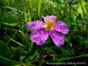 Cistus Creticus / neada