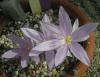 Colchicum Baytopiorum