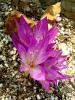 Colchicum Bivonae