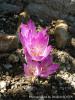 Colchicum Bivonae