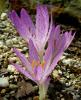 Colchicum Chalcodenicum subsp. Chalcodenicum