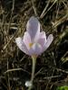 Colchicum Micranthum / Liliaceae