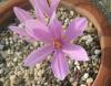 Colchicum Persicum