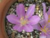 Colchicum Sanguicolle