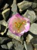 Colchicum Speciosum / Liliaceae