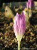 Colchicum Speciosum