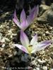 Colchicum Speciosum