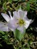 Colchicum Szovitsii